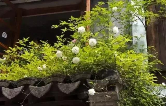 這樣的院子,只有中國人駕馭得了它!